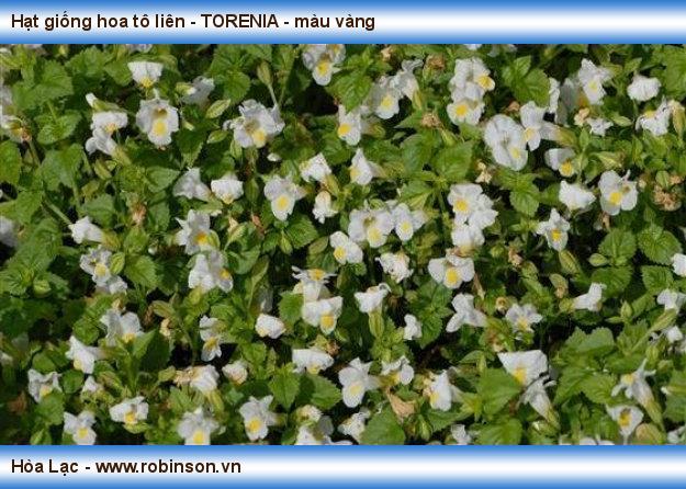 Hạt giống hoa tô liên - TORENIA - màu vàng Phan Văn Dũng  (5)