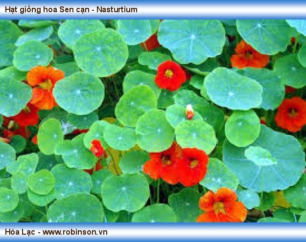 Hạt giống hoa Sen cạn - Nasturtium Vương Mạnh Hoạt  (7)