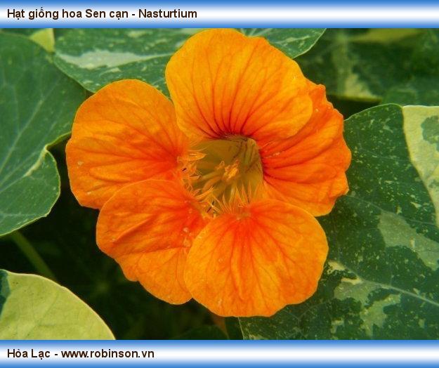 Hạt giống hoa Sen cạn - Nasturtium Vương Mạnh Hoạt  (8)