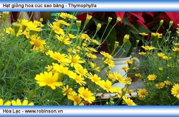 Hạt giống hoa cúc sao băng - Thymophylla Nguyễn Công Hoàng  (8)