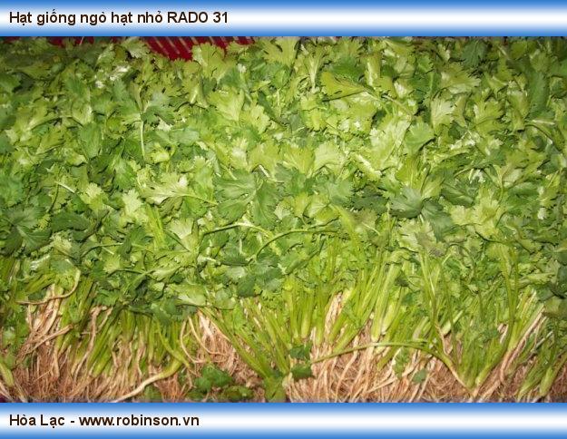 Hạt giống ngò hạt nhỏ RADO 31 Niêm Sơn  (6)
