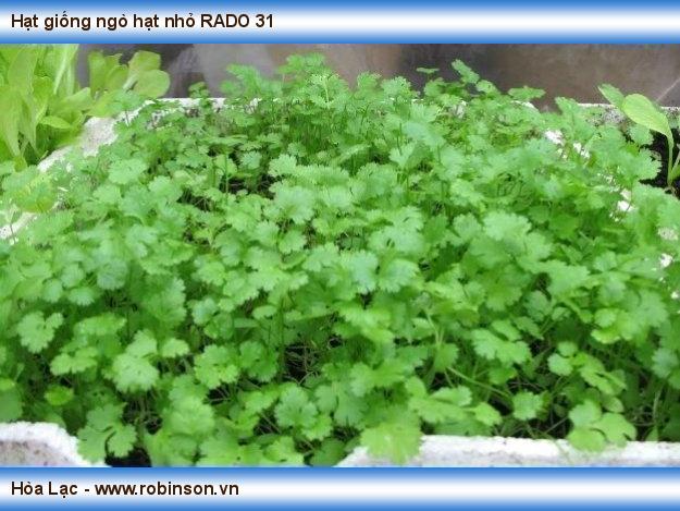 Hạt giống ngò hạt nhỏ RADO 31 Niêm Sơn  (4)