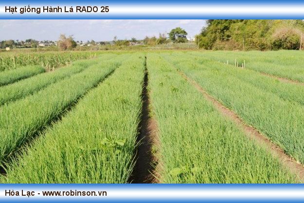 Hạt giống Hành Lá RADO 25 Trần Đình Hạnh  (6)