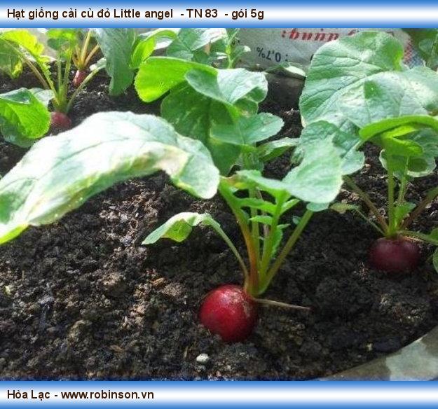 Hạt giống cải củ đỏ Little angel  - TN 83  - gói 5g  Kim Thành  (13)