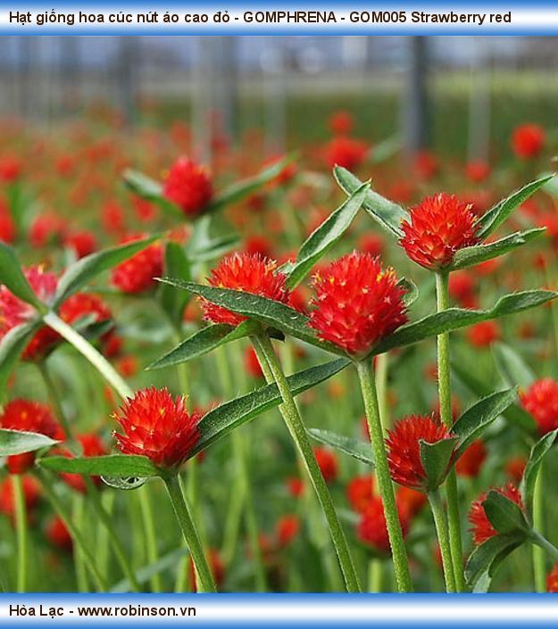 GOMPHRENA - GOM005 Strawberry red - Hạt giống hoa cúc nút áo cao đỏ  (2)