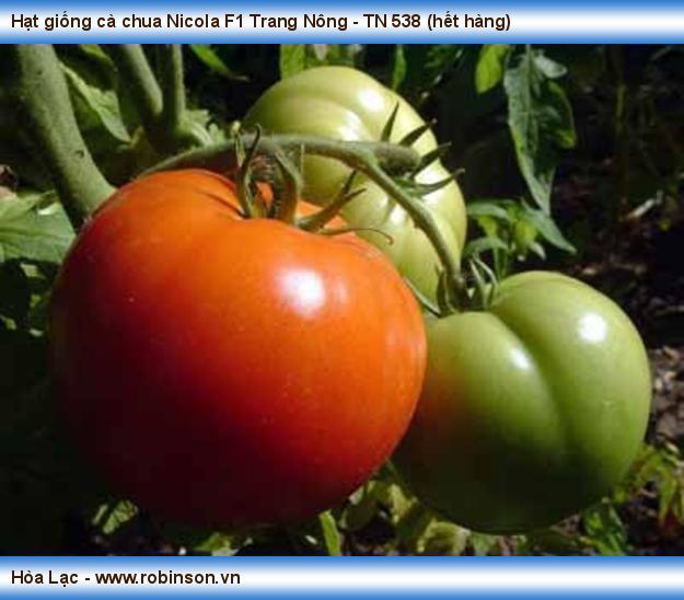 Hạt giống cà chua Nicola F1 Trang Nông - TN 538 Nội Hoàng  (2)