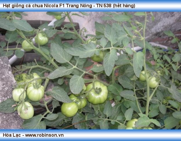 Hạt giống cà chua Nicola F1 Trang Nông - TN 538 Nội Hoàng 