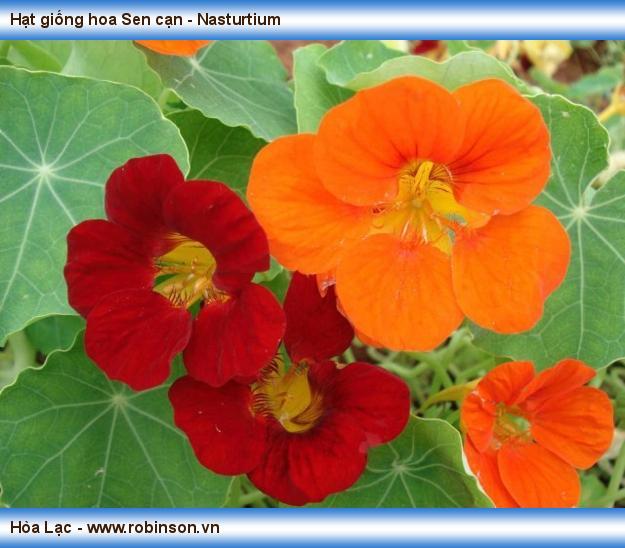 Hạt giống hoa Sen cạn - Nasturtium Vương Mạnh Hoạt  (2)
