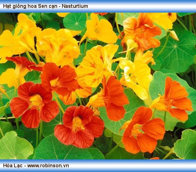 Hạt giống hoa Sen cạn - Nasturtium Vương Mạnh Hoạt  (3)