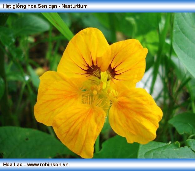 Hạt giống hoa Sen cạn - Nasturtium Vương Mạnh Hoạt 