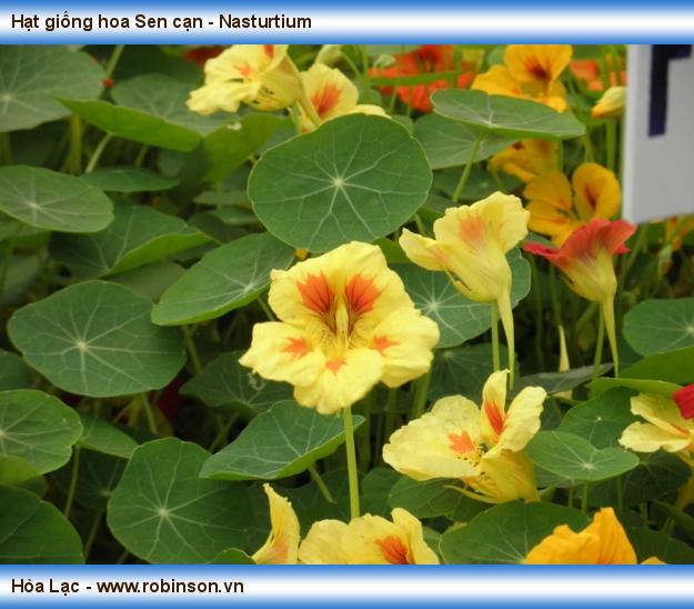 Hạt giống hoa Sen cạn - Nasturtium Vương Mạnh Hoạt  (6)
