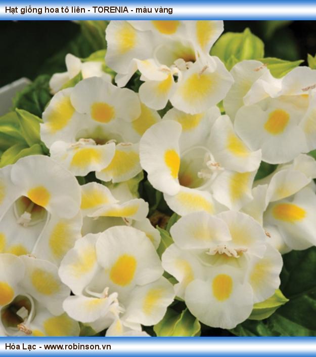 Hạt giống hoa tô liên - TORENIA - màu vàng Phan Văn Dũng  (8)