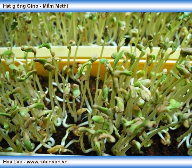 Hạt giống Gino - Mầm Methi Ngô Thị	Na 