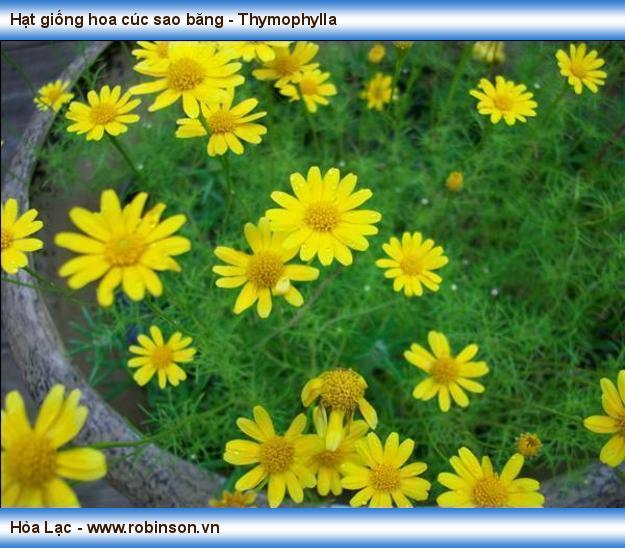 Hạt giống hoa cúc sao băng - Thymophylla Nguyễn Công Hoàng  (2)