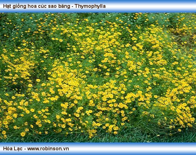 Hạt giống hoa cúc sao băng - Thymophylla Nguyễn Công Hoàng  (5)